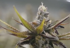 El informe del Dr. Sanjay Gupta - Marihuana 8: Las mujeres y la marihuana
