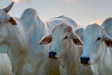 Bichos de campo